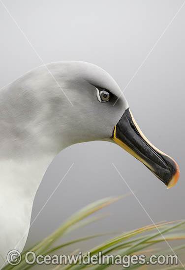 Grey-headed Albatross photo Grey-headed Albatross photo