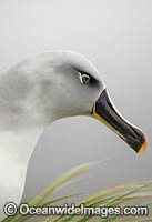 Grey-headed Albatross Photo - Chris and Monique Fallows