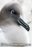 Light-mantled Albatross Photo - Chris and Monique Fallows