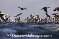 Cape Cormorant feeding on baitball Photo - Chris and Monique Fallows