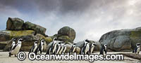 African Penguins Cape Town Photo - Chris and Monique Fallows