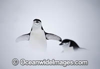 Chinstrap Penguins Photo - Chris and Monique Fallows
