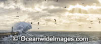 Huge breaking wave Photo - Chris and Monique Fallows
