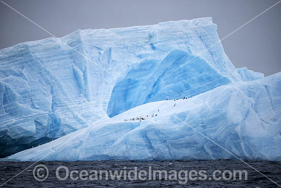 Penguins on Iceberg photo Penguins on Iceberg photo