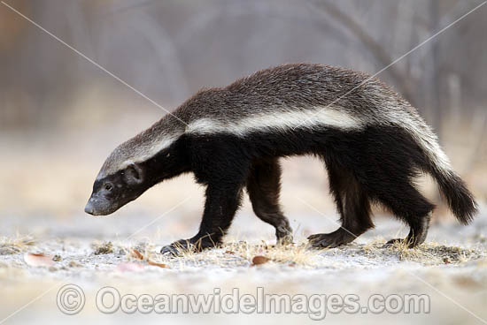 Honey Badger Namibia photo Honey Badger Namibia photo