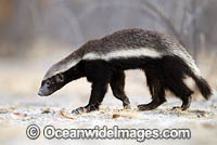 Honey Badger Namibia Photo - Chris and Monique Fallows