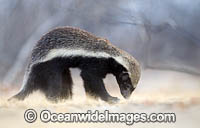 Honey Badger Mellivora capensis Photo - Chris and Monique Fallows