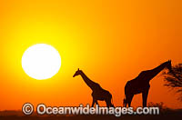 Northern Giraffe Photo - Chris and Monique Fallows
