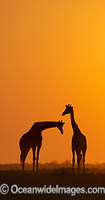 Northern Giraffe Photo - Chris and Monique Fallows