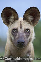 Wild Dog Botswana Photo - Chris and Monique Fallows