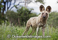 Wild Dog Botswana Photo - Chris and Monique Fallows