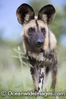 Wild Dog Botswana Photo - Chris and Monique Fallows