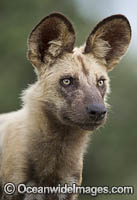 Wild Dog Botswana Photo - Chris and Monique Fallows