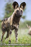 Wild Dog Botswana Photo - Chris and Monique Fallows