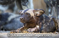 Wild Dog Zimbabwe Photo - Chris and Monique Fallows