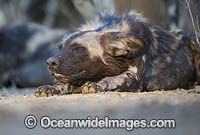Wild Dog Zimbabwe Photo - Chris and Monique Fallows