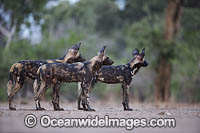 Wild Dog Zimbabwe Photo - Chris and Monique Fallows