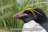 Macaroni Penguin Photo - Chris and Monique Fallows