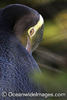 Yellow-eyed Penguin Photo - Chris and Monique Fallows