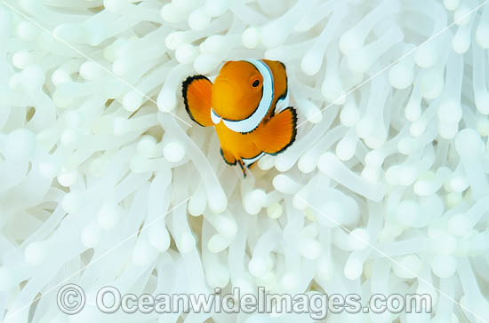 Bleached Anemone Great Barrier Reef photo