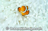 Bleached Anemone Great Barrier Reef Photo - Bob Halstead