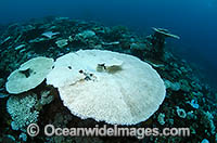 Bleached Coral Great Barrier Reef Photo - Bob Halstead