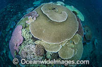 Bleached Coral Great Barrier Reef Photo - Bob Halstead
