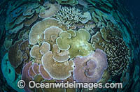 Bleached Coral Great Barrier Reef Photo - Bob Halstead