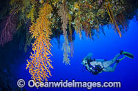 Scuba Diver and Soft Corals Photo - Bob Halstead