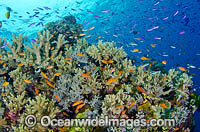 Great Barrier Reef Photo - Bob Halstead