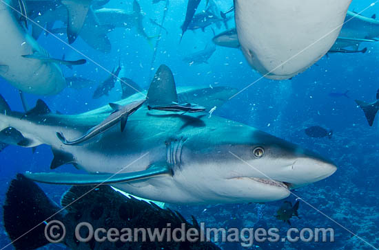Grey Reef Shark Great Barrier Reef photo Grey Reef Shark Great Barrier Reef photo