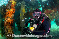 Diver at Blairgowrie Jetty Photo - Gary Bell