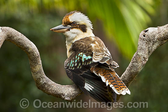Laughing Kookaburra photo Laughing Kookaburra photo