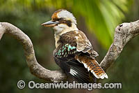 Laughing Kookaburra Photo - Gary Bell