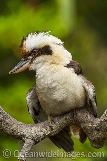 Laughing Kookaburra photo