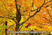 Autumn Trees Armidale Photo - Gary Bell