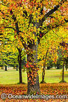 Autumn Trees Armidale Photo - Gary Bell