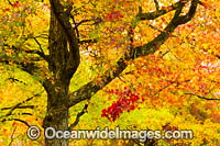 Autumn Trees Armidale Photo - Gary Bell