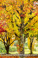 Autumn colours of deciduous trees Photo - Gary Bell