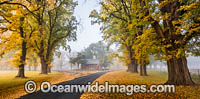 Autumn Trees Armidale Photo - Gary Bell