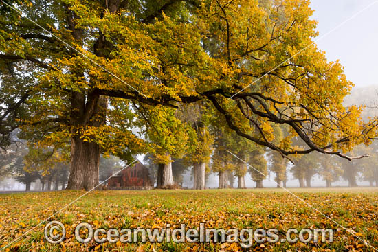 Autumn Trees Gostwyck Chapel photo Autumn Trees Gostwyck Chapel photo