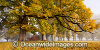 Autumn Trees Gostwyck Chapel Photo - Gary Bell
