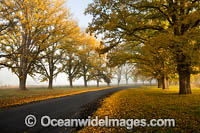 Country Road Elm Trees Uralla Photo - Gary Bell