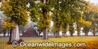 Autumn Trees Gostwyck Chapel Photo - Gary Bell