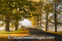 Country Road lined with Autumn Trees Photo - Gary Bell