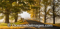 Uralla Autumn Trees Photo - Gary Bell