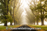 Autumn Trees Uralla Photo - Gary Bell