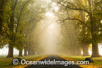 Autumn Trees Uralla Photo - Gary Bell