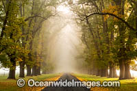Autumn Trees New England Photo - Gary Bell