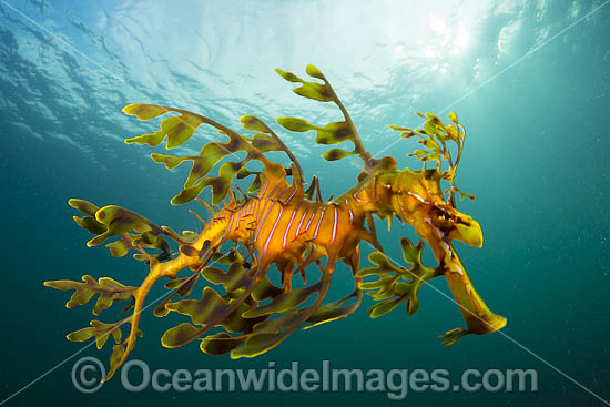 Leafy Seadragon photo Leafy Seadragon photo
